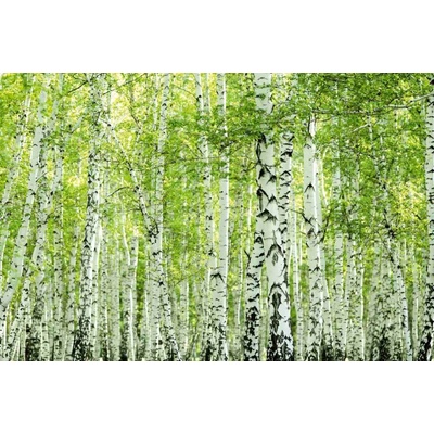 Dimex MS-5-1853 vliesová fototapeta na zeď Jarný brezový les, rozmery 375 x 250 cm