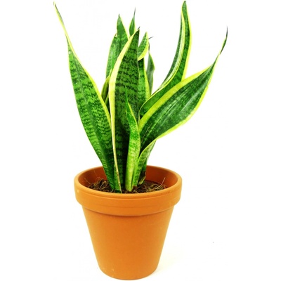 Gardners Sansevieria trifasciata Laurentii, průměr 14 cm Sanseveria, tchýnin jazyk, tenura