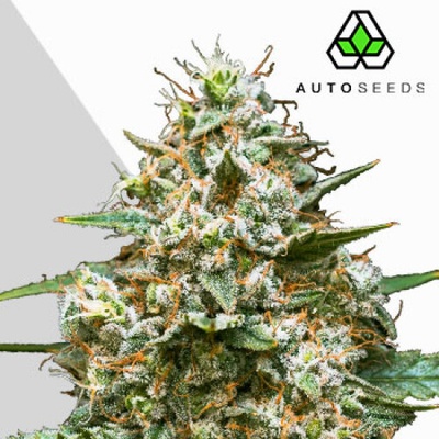 Auto Seeds Maui Wowie Auto semienka neobsahujú THC 3 ks