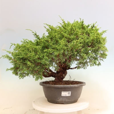 e-bonsai Venkovní bonsai - Juniperus chinensis Itoigawa-Jalovec čínský