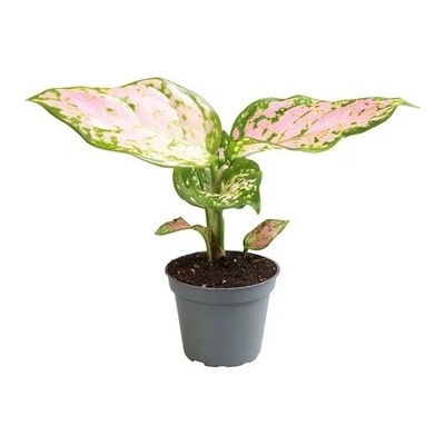 Aglaonema Red Valentine 6x12 cm