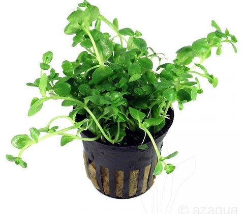 Bacopa australis