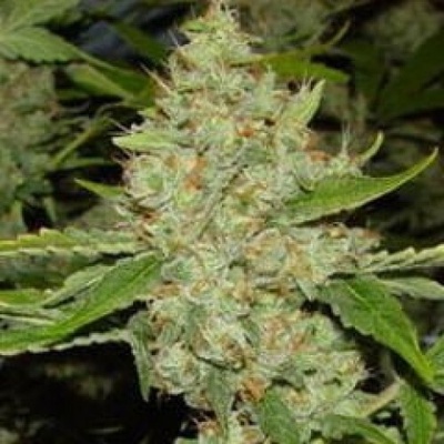 KC Brains Seeds Brains Choice regular semienka neobsahujú THC 5 ks