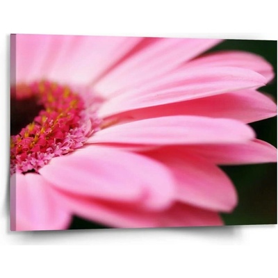 Sablio Obraz Růžová gerbera - 150x110 cm