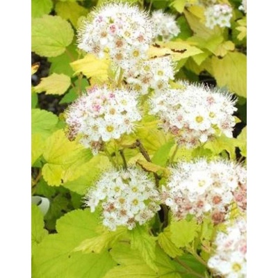GREENBOSS FLOWER Tavola kalinolistá "Darts Gold" 2l