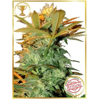 Mr. Hide Seeds -Mr. Kritical Mass semena neobsahují THC 5 ks