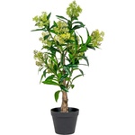 House Nordic Изкуствено растение Skimmia - House Nordic (9501120)