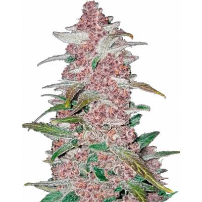 420 Fast Buds Blackberry AUTO semena neobsahují THC 5 ks