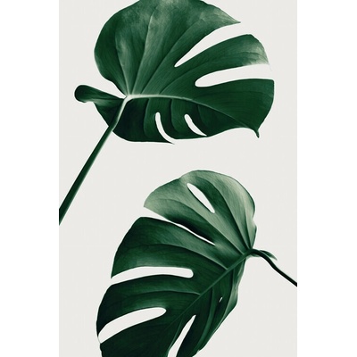 Plagát, Obraz - Monstera Natural 46, Studio Collection, 26.7 × 40 cm