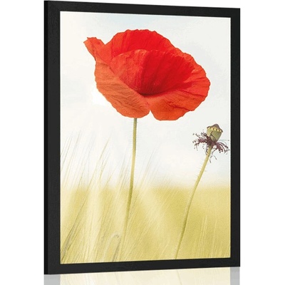Plakát divoký mák - 40x60 no frame