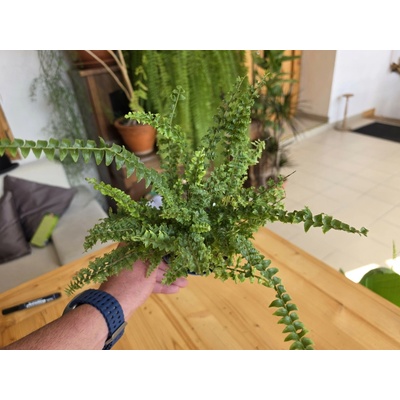 PlantBros flower Nephrolepis exaltata (Papraď nefrolepka)