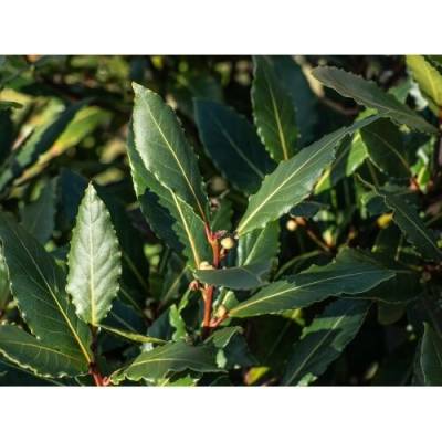 Laurus nobilis (Vavrín pravý - bobkový list) - kont. C5L, výška 60-80 cm - NA KMIENKU