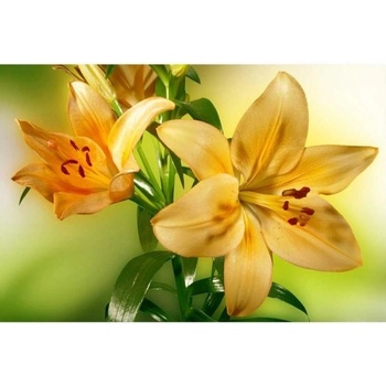 DIMEX ART s. r. o Флизелинов фототапет лилия 375 x 250 см