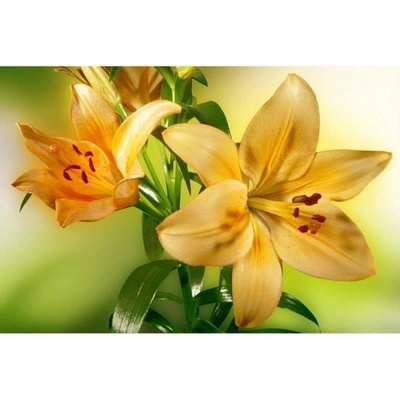 DIMEX ART Флизелинов фототапет лилия 375 x 250 см