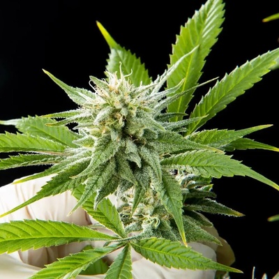 Philosopher Seeds Pure CBD Punch semienka neobsahujú THC 25 ks