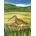 Birlinn General Wild Birds Pocket Notebook: Curlew | Sarah Ross-Thompson