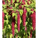 Láskavec chvostový - Amaranthus caudatus - semená - 300 ks