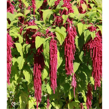 Láskavec chvostový - Amaranthus caudatus - semená - 300 ks
