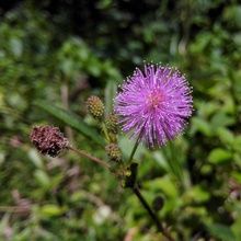 Citlivka stydlivá - Mimosa pudica - semena - 5 ks