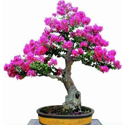 Stromek bonsai Lagerstroemia indická (Lagerstroemia Indica) MIX 0 cm