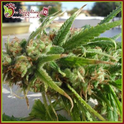 Dr. Krippling Seeds Ganj-Nam Style semena neobsahují THC 10 ks