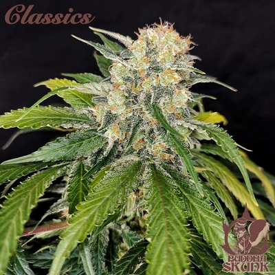 Buddha Seeds Skunk semena neobsahují THC 10 ks
