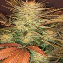 Paradise Seeds Allkush semena neobsahují THC 10 ks