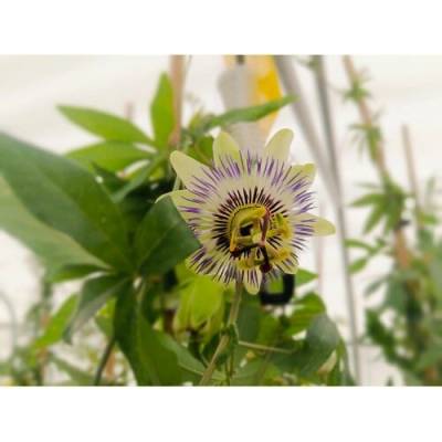 Marakuja - Múčenka (Passiflora) ´PURPLE HAZE´ - výška 160-190 cm, kont. C2L