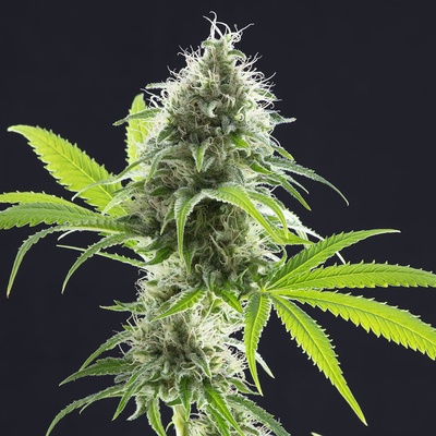 Kannabia Seeds Kama Kush CBD semienka neobsahujú THC 3 ks