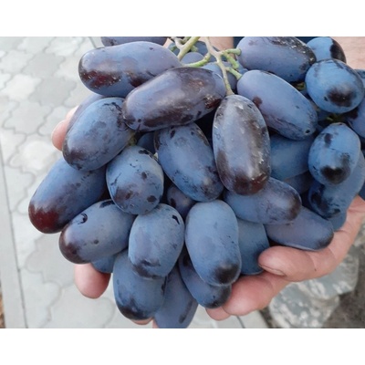 Vinič ARIA vrúbľované na podpník Kober 5BB