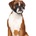 Duvo Plus Safety Dog Shirt Muzzle - Регулируем намордник за кучета с по-къса муцуна 51-71 см