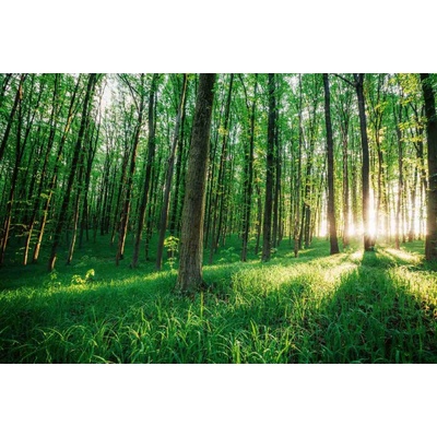 Dimex MS-5-1899 vliesová fototapeta na zeď Zelený les, rozmery 375 x 250 cm