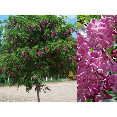 Agát srstnatý Rosea na 110-130 cm kmienku, výška 120-170 cm, kvetináč 5 l