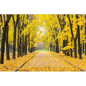 DIMEX ART s. r. o Флизелинов фототапет есенен парк 375 x 250 см