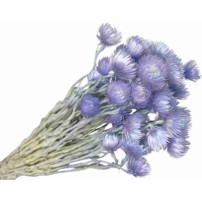 Sušené kvety slamienky Helichrysum Vestitum 50g - fialové