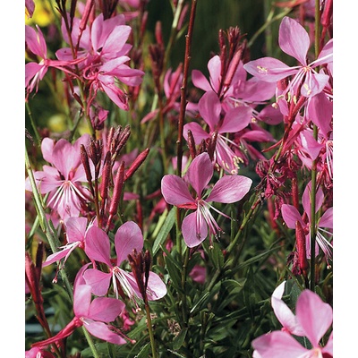 Gaura lindheimeri SISKIYOU - svíčkovec