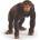 Schleich Schleich: Фигура на шимпанзе 14883 (SLH14883)