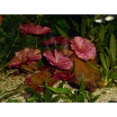 Nymphaea lotus Red