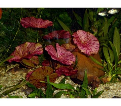 Nymphaea lotus Red