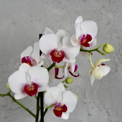Orchidea phalaenopsis multiflora bielo fialová