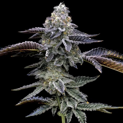 Barney´s Farm Blue Dream semena neobsahují THC 10 ks