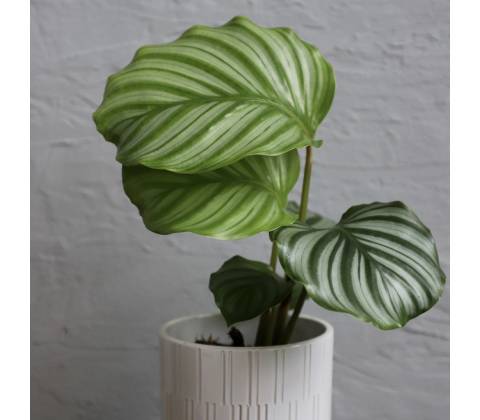 Calathea Orbifolia