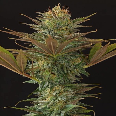 Mr. Nice NL5 x Afghan regular semienka neobsahujú THC 15 ks