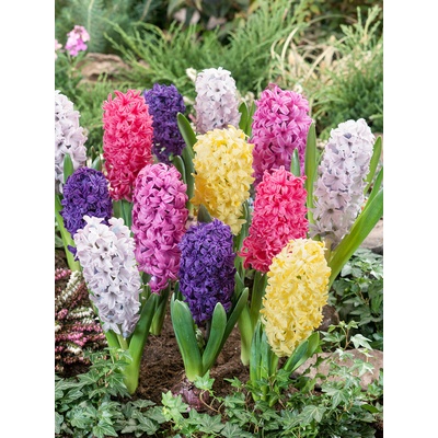 Mix hyacintov 20 ks Velikost cibulí: 16/17