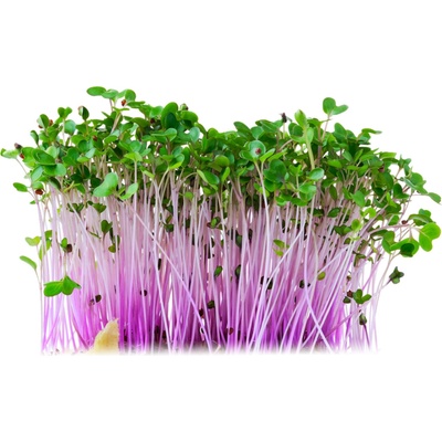 Biomiska Kaleráb červená semienka na klíčenie - 10 g
