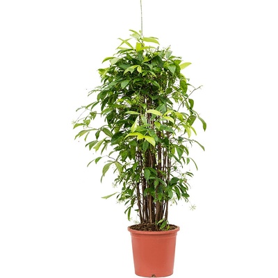 Dracaena surculosa Tuft 24x105 cm