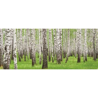 IMPOL TRADE 157VEP Fototapeta vliesová brezy rozmer 250 cm x 104 cm