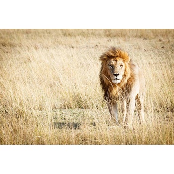 DIMEX ART s. r. o Флизелинов фототапет крал на саваната 375 x 250 см