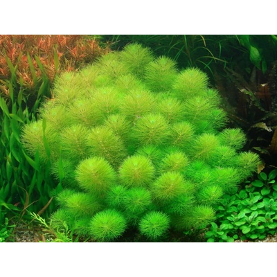 Limnophila aquatica - Bahnatka vodní – Zboží Dáma
