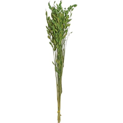 BRIZA SUŠINA ZELENÁ